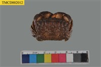 藏品(絨毛仿銀杏蟹)的圖片